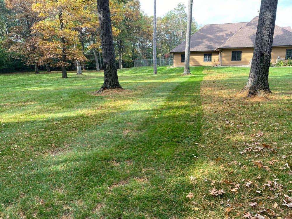 Green lawn with trees and a yellow house in a serene, wooded area on a sunny day.